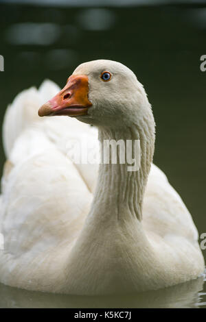 Nilgans (Alopochen Aegyptiaca) Schwimmen im See, Nairobi, Kenia Stockfoto