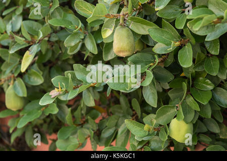 Abb. Früchte wachsen auf einer schleichenden Abb. Rebe entlang einer Wand im historischen Viertel von Charleston, South Carolina. Evergreen Abb. Weinstock ist normalerweise eine dekorative Kletterpflanze aber wenn erlaubt, um zu reifen und bestäubt wird durch ein Bild Wasp essbare Feigen wachsen. Stockfoto