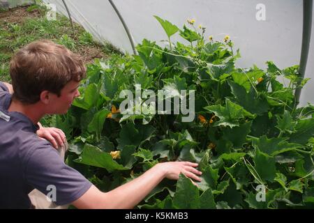 Gärtner tendenziell eine Zucchini Pflanze, in einem Poly Tunnel wächst. Lydcott Baumschule, Mid Devon, Großbritannien. August, 2017. Stockfoto