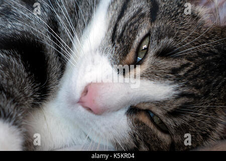 Grau und Weiß cat Napping. Stockfoto