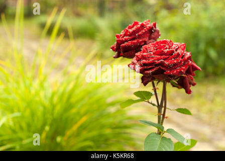 Zwei helle rote Rosen, bedeckt mit Regen fällt, im Garten. Unscharfer Hintergrund. Stockfoto