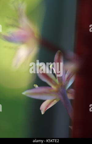 Eine Nahaufnahme eines einzelnen Blume auf dem Schaft eines funkelnden Burgunder Ananas Lily Stockfoto