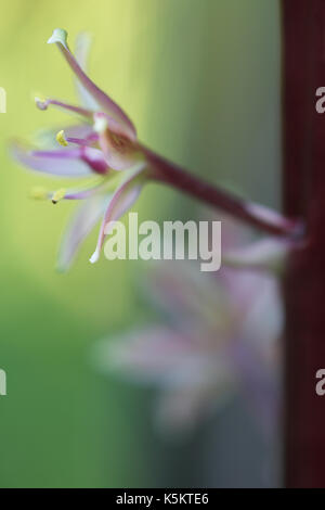 Eine Nahaufnahme eines einzelnen Blume auf dem Schaft eines funkelnden Burgunder Ananas Lily Stockfoto