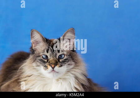 Blue eyed flauschige weiße und graue Katze mit langem Fell Haare, direkt in die Kamera, gelb Nase und spitzen Ohren, auf einem blauen Hintergrund Stockfoto