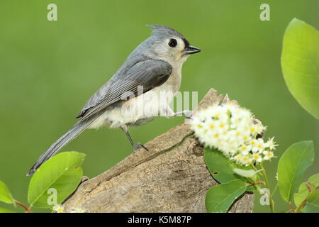 Eine getuftete Meise Anhalten unter weißen Blüten im Frühling im North Woods. Stockfoto