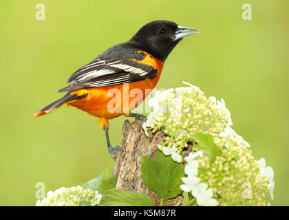 Ein männlicher Baltimore Oriole Anhalten unter weißen Blüten im Frühling im North Woods. Stockfoto