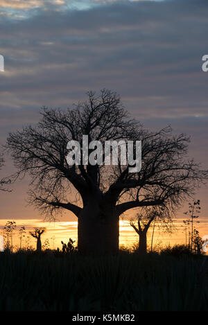 Baobab Bäume bei Sonnenuntergang, mandrare River Camp, Ifotaka Gemeinschaft Wald, Madagaskar Stockfoto