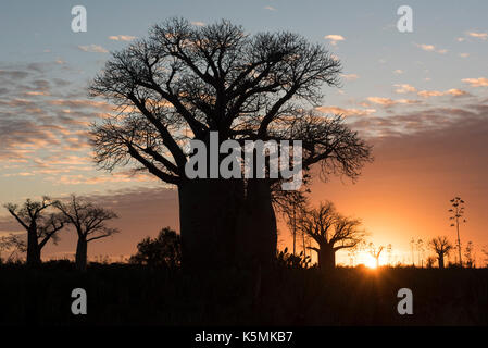 Baobab Bäume bei Sonnenuntergang, mandrare River Camp, Ifotaka Gemeinschaft Wald, Madagaskar Stockfoto