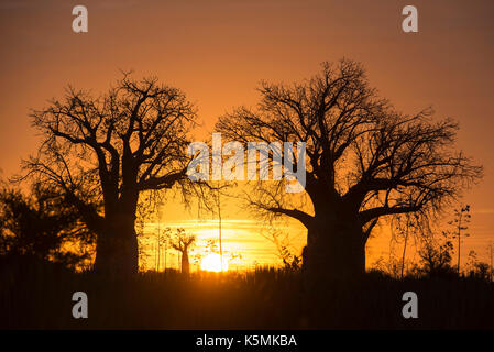 Baobab Bäume bei Sonnenuntergang, mandrare River Camp, Ifotaka Gemeinschaft Wald, Madagaskar Stockfoto