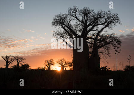 Baobab Bäume bei Sonnenuntergang, mandrare River Camp, Ifotaka Gemeinschaft Wald, Madagaskar Stockfoto