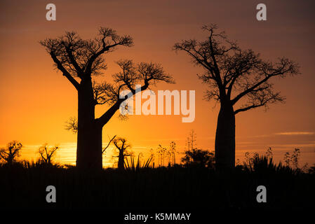 Baobab Bäume bei Sonnenuntergang, mandrare River Camp, Ifotaka Gemeinschaft Wald, Madagaskar Stockfoto