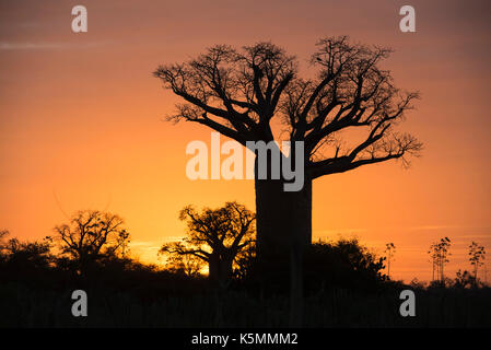 Baobab Bäume bei Sonnenuntergang, mandrare River Camp, Ifotaka Gemeinschaft Wald, Madagaskar Stockfoto