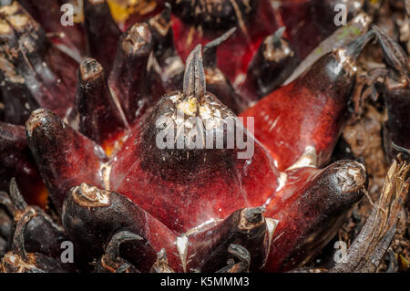 In der Nähe von fruchtbaren Mantel Ölpalme Obst Stockfoto