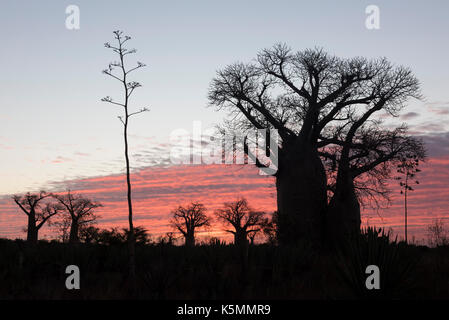 Baobab Bäume bei Sonnenuntergang, mandrare River Camp, Ifotaka Gemeinschaft Wald, Madagaskar Stockfoto