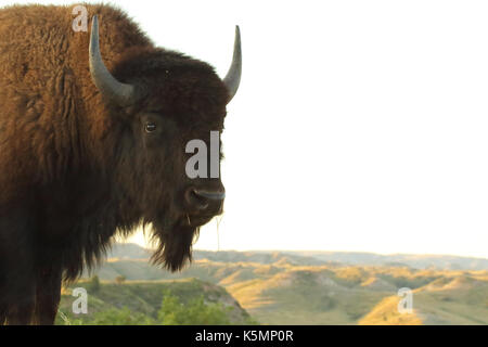 Eine amerikanische Bisons in Anbetracht der Fernsicht auf die Badlands von North Dakota. Stockfoto