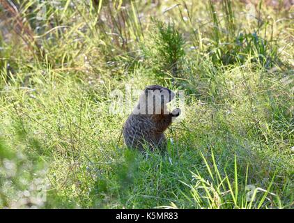 Murmeltier (Marmota Monax) auf die Hinterbeine Essen Stockfoto