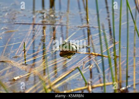 Amerikanische Ochsenfrosch (Lithobates catesbeianus) auf einem Teich Stockfoto