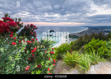 Eine blühende Pohutakawa tree mit Blick auf Mount Maunganui im Hintergrund bei Sonnenuntergang. Stockfoto