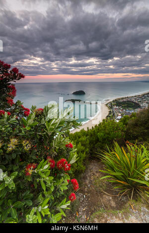 Eine blühende Pohutakawa tree mit Blick auf Mount Maunganui im Hintergrund bei Sonnenuntergang. Stockfoto