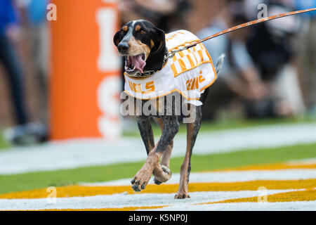 September 09, 2017: Tennessee Volunteers Maskottchen Smokey feiert einen Touchdown während der NCAA Football Spiel zwischen der Universität von Tennessee Volunteers und die Indiana State Platanen auf Neyland Stadium in Knoxville, TN Tim Gangloff/CSM Stockfoto