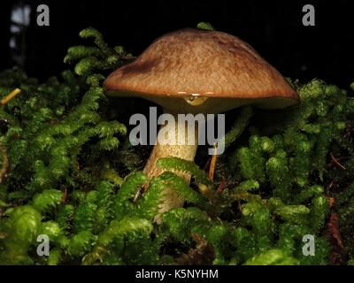 Wilden essbaren Pilzen Suillus granulatus (granulierte bolete) im Oktober in Moosigen Wenatchee National Forest, WA, USA Stockfoto