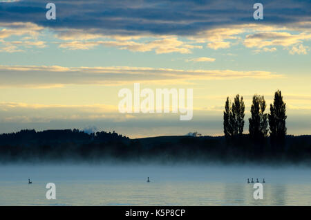 Schwäne auf dem See in der Morgendämmerung, Lake Rotorua, Neuseeland Stockfoto