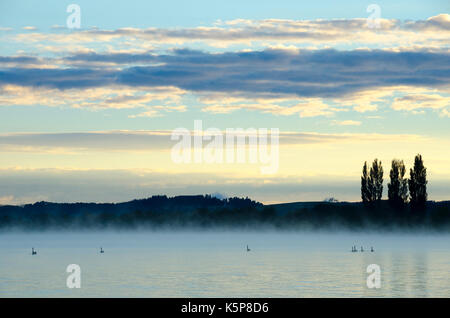 Schwäne auf dem See in der Morgendämmerung, Lake Rotorua, Neuseeland Stockfoto