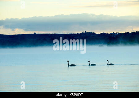 Drei Schwäne auf dem See bei Sonnenaufgang am Lake Rotorua, Neuseeland Stockfoto