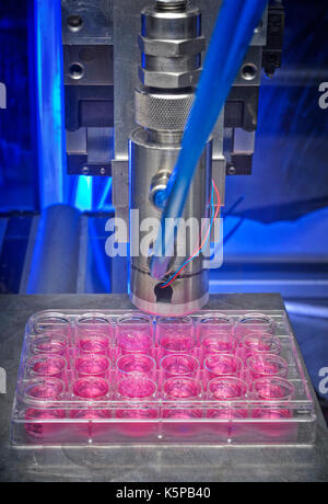 Alginat Wachstumssubstrat (rosa) in die Vertiefungen ein Assay Platte sind "Gedruckt" mit den Hautzellen nach Minute Jets aus der Düse eines bioprinter. Stockfoto