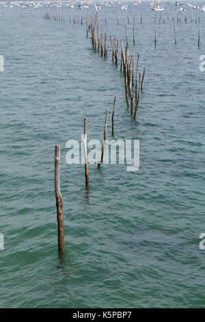 Bassin d'Arcachon, Lège-Cap-Ferret, Frankreich. Stockfoto