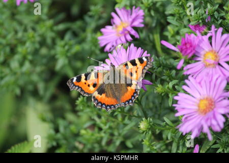 Schönes helles Violett Farbe Garten Blumen im pompösen Sommer blühen und orange butterfy Rest auf Stockfoto