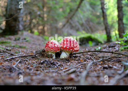 Giftige Pilze. Zwei rote Amanita Muscaria im Herbst Wald. Malerischer Herbst mit Amanita Muscaria. Stockfoto