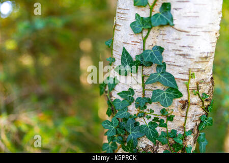 Gemeinsame Efeu, Hedera helix, silber Birke, Betula pendula, in Ravenglass, Cumbria im te Vereinigtes Königreich wächst Stockfoto