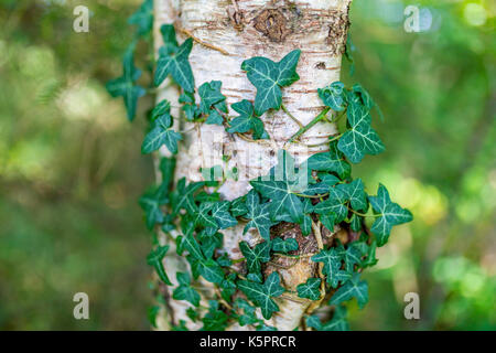 Gemeinsame Efeu, Hedera helix, silber Birke, Betula pendula, in Ravenglass, Cumbria, Vereinigtes Königreich wächst Stockfoto