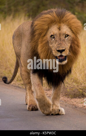 Afrikanischer Löwe (Panthera leo) Gomondwane Straße entlang spazieren, Krüger Nationalpark, Südafrika Stockfoto