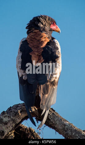 Bateleur Adler Stockfoto
