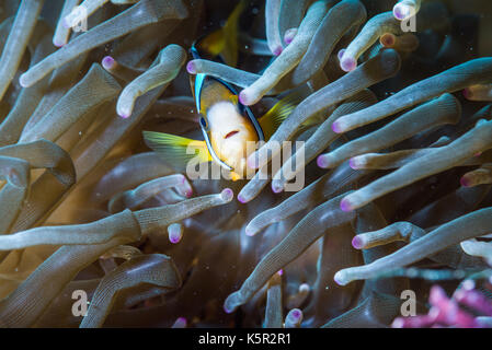 Yellowtail Clownfisch （Amphiprion clarkii, Bennett, 1830) und Seeanemone (Entacmaea quadricolor, Leuckart in Rüppell & Leuchkart, 1828) Stockfoto