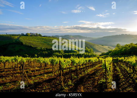 Typische tuscanian Landschaft mit einem Bauernhaus auf einem Hügel, Weinberge und Morgennebel Stockfoto