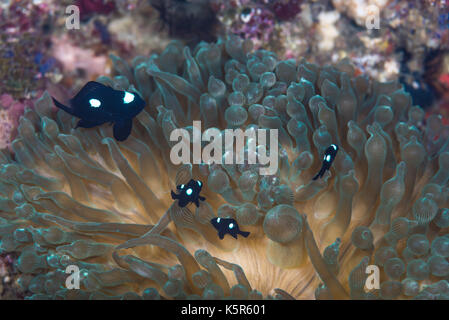 Threespot dascyllus, Dascyllus trimaculatus (Rüppell, 1829), und Bubble-tip Anemone, Entacmaea quadricolor (Leuckart in Rüppell & Leuckart, 1828) Stockfoto