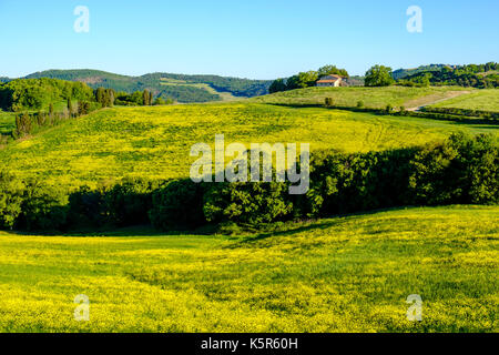 Typische tuscanian Landschaft mit einem Bauernhaus auf einem Hügel, Rapsfeldern und Bäume Stockfoto