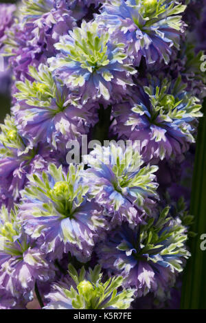 Nahaufnahme der komplizierten Dreifarbige doppelte Blüten Der winterharte Stauden Rittersporn (Highlander Serie) 'Blueberry Pie' Stockfoto