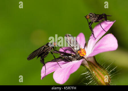 Empis pennipes Tanz fliegt gemeinschaftlich Fütterung auf Kraut Robert, Geranium robertianum, ein Plymouth Holz Stockfoto