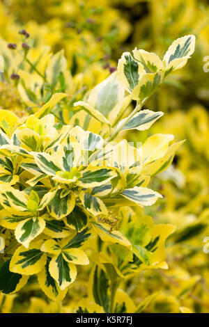 Gelb bunte Laub der immergrüne Strauch und gelegentliche Kletterer, Euonymus undulata 'Emerald'n Gold' Stockfoto