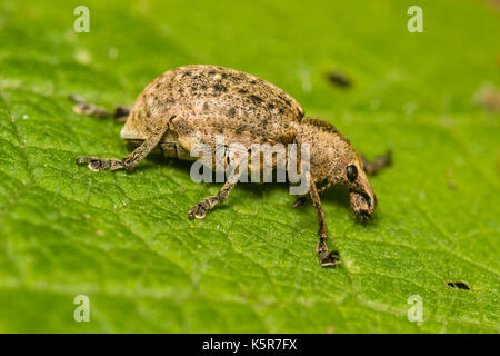 Nach der Rüsselkäfer, Liophloeus tessulatus, fahren ein Blatt Stockfoto