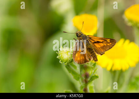 Männliche große skipper Schmetterling, Ochlodes sylvanus, ruht auf einer Blume Kopf Stockfoto