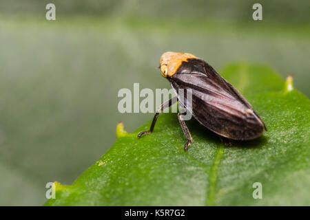 Schwarz und Gelb Farbe Form nach der gemeinsamen froghopper, Philaenus spumarius, ein Hemipteran bug, ruht auf einem Blatt. Stockfoto