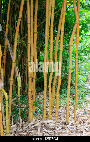 Leicht gebogene gelb Stöcke des Goldenen stammte, Bambus Phyllostachys aureosulcata f. aureocaulis Stockfoto