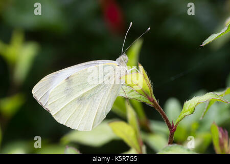 Männliche großen weißen Schmetterling, Pieris brassicae, ruht auf Laub Stockfoto