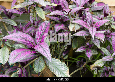 Lila gefärbten Laub der Strauchigen tropischen immergrünen Persischen Schild, Strobilanthes dyeriana Stockfoto