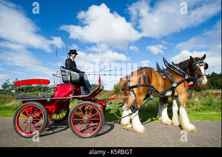 Ein paar Clydesdale Pferde mit vier Rädern Beförderung auf der ps-Veranstaltung in Helix park Falkirk. Stockfoto